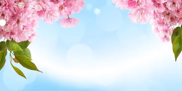 Fresh Bright Spring Background Design Cherry Blossom Flowers Leaves — Stock Photo, Image