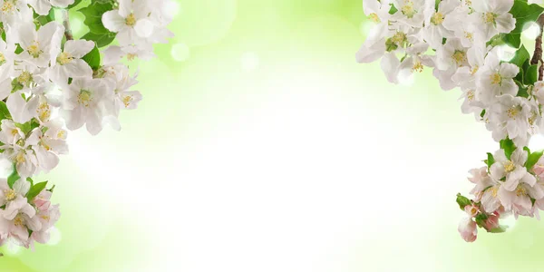 Čerstvé Světlé Jaro Design Pozadí Apple Květ Květiny Listy — Stock fotografie