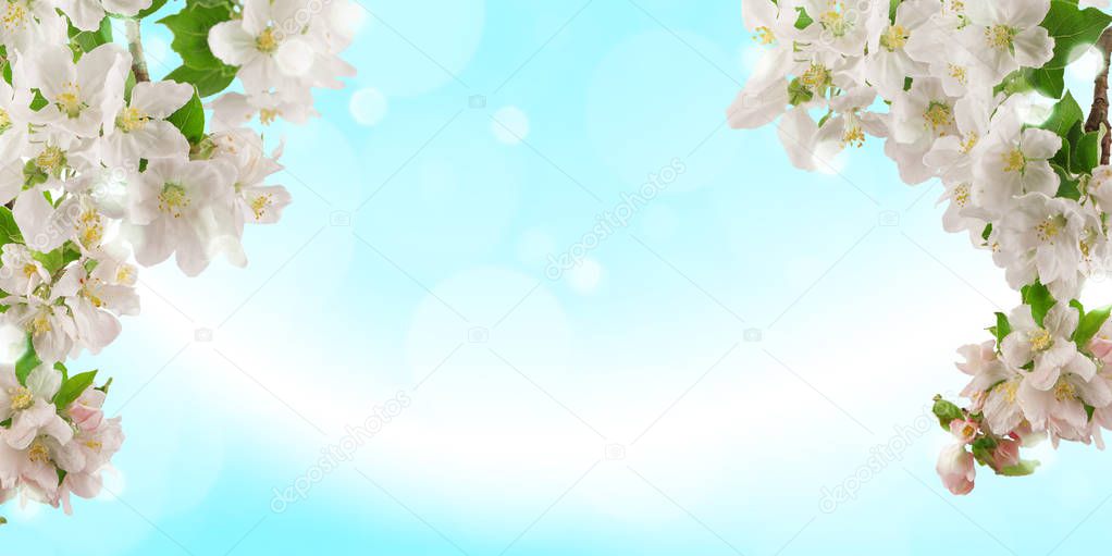 Fresh bright spring background design with apple blossom flowers and leaves