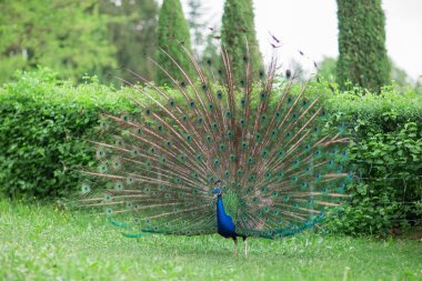 parlak mavi ve yeşil tüy tekerlek üzerinde bir çayırda bir park, Bahçe ile güzel tavus kuşu