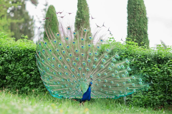 Bellissimo Pavone Con Ruota Piume Blu Verde Lucido Prato Parco — Foto Stock