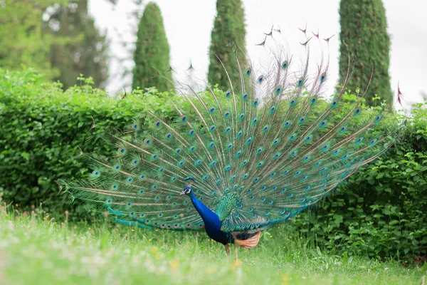 Belo Pavão Com Roda Penas Azul Verde Brilhante Prado Parque — Fotografia de Stock