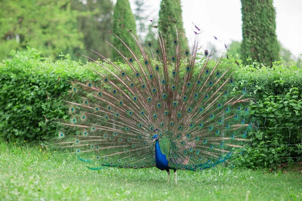 Piękne Pawie Koła Błyszczące Niebieskie Zielone Pióro Łące Parku Ogród — Zdjęcie stockowe