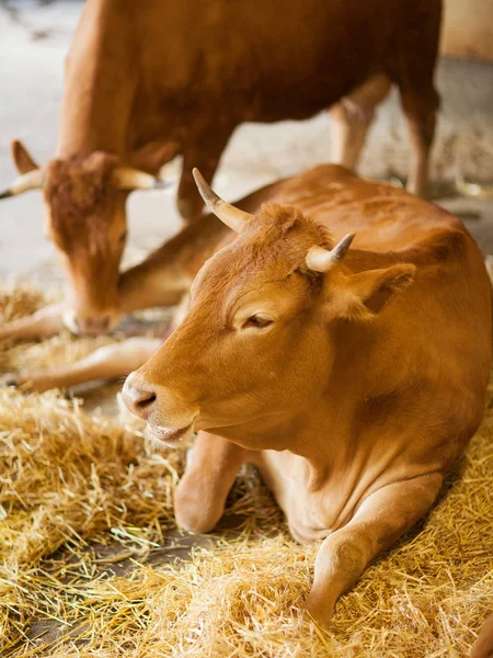 cute, clean, healthy and happy cow in a barn, relaxing in fresh straw, beautiful yellow sunlight, can be used as background