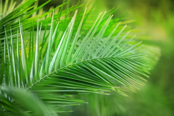 Tropische Exotische Palmenblätter Aus Nächster Nähe Grünen Naturpark Können Als — Stockfoto