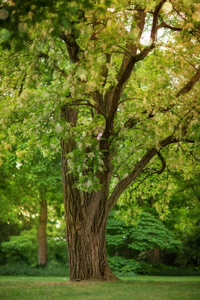 Weiches Gelbes Sonnenlicht Fällt Durch Einen Schönen Großen Baum Mit — Stockfoto