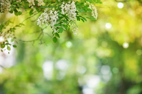 Mjuk Blomma Och Träd Bakgrund Med Varm Sommarljus — Stockfoto