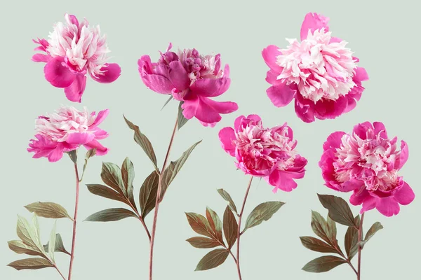 Очаровательный Весенний Цветок Пионом Использован Качестве Фона Обои Стоковая Картинка