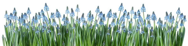 Grape Hyacinth Isolated White Background Stock Photo