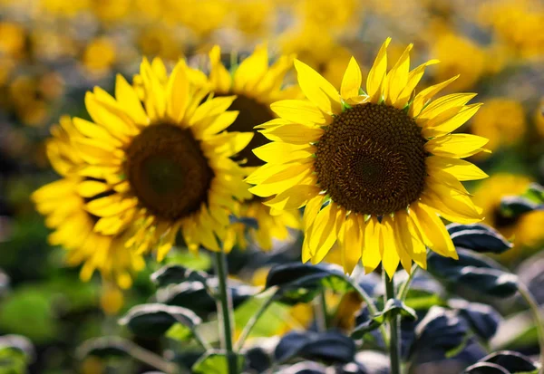 Campo di bellissimi girasoli — Foto Stock