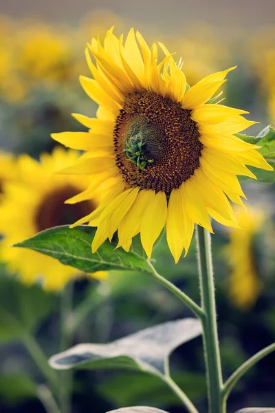 Campo di bellissimi girasoli — Foto Stock