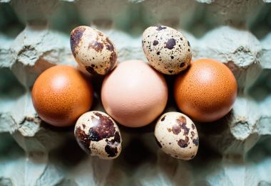 Bıldırcın ve tavuk yumurta yumurta kabuğu