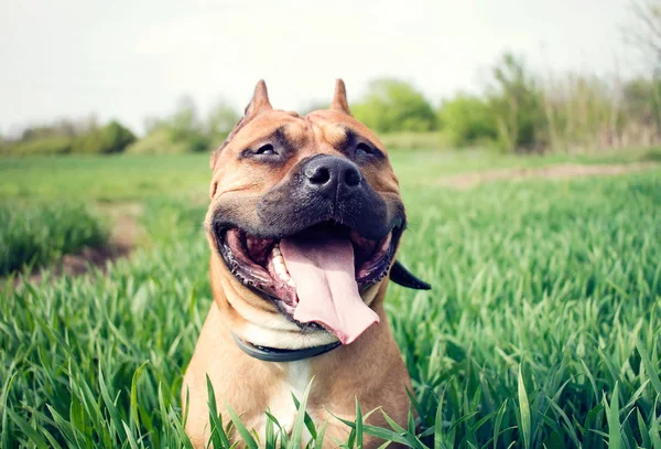 Joven Staffordshire Terrier Americano Prado Herboso —  Fotos de Stock