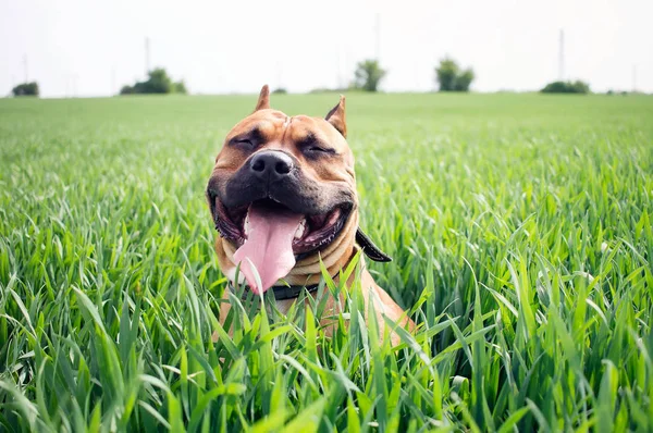 Jeune Américain Staffordshire Terrier Sur Une Prairie Herbeuse Image En Vente