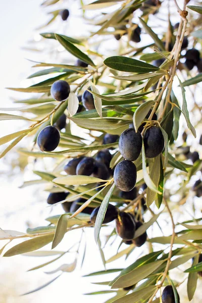 Olive Tree Branch Ripe Olives — Stock Photo, Image