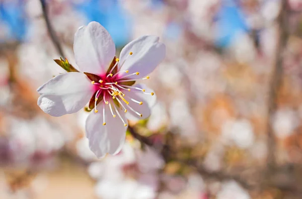 Güzel Beyaz Bir Çiçekle Açan Badem Ağacı — Stok fotoğraf