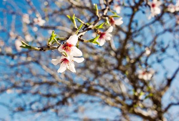 Blommande Mandelträd Med Vacker Vit Blomma — Stockfoto