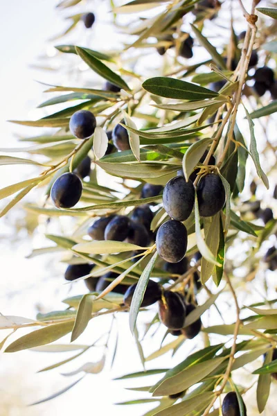 Vertakking Van Beslissingsstructuur Van Olive Met Rijpe Olijven Stockfoto