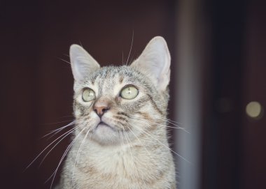 Güzel tabby yavru kedi