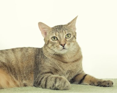 Güzel tabby yavru kedi