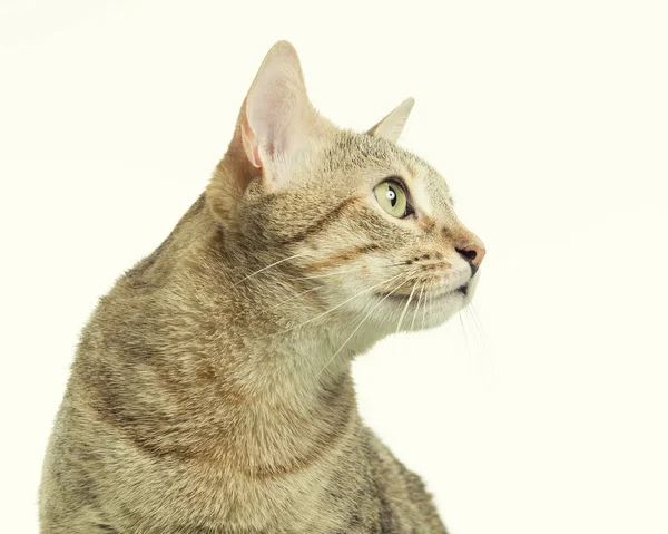 Hermoso gatito tabby —  Fotos de Stock