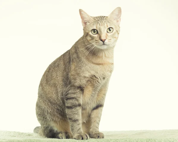 Hermoso gatito tabby —  Fotos de Stock