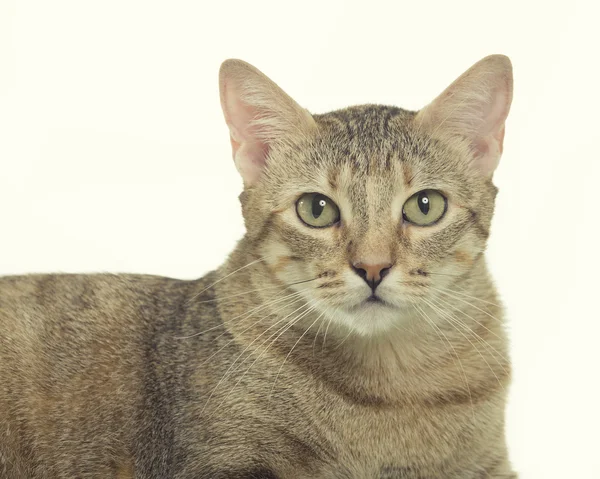Kaunis tabby kissanpentu — kuvapankkivalokuva