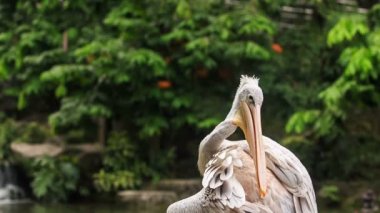 Onun tüyleri beyaz Heron temizler