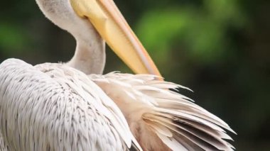 Onun tüyleri beyaz Heron temizler