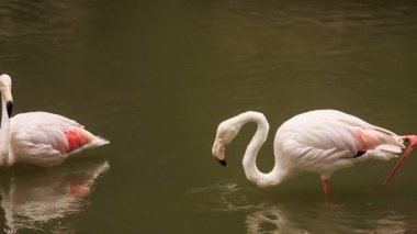 İki pembe flamingo.
