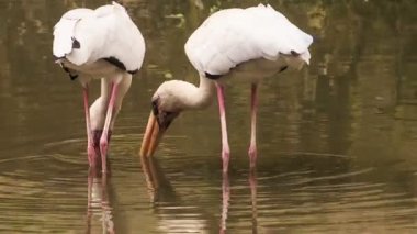 Sibirya Sandhill Vinçler 