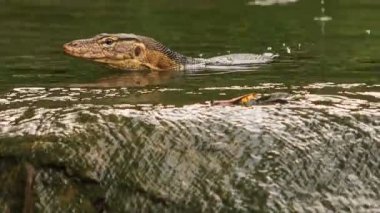 Varanus gölde yüzüyor