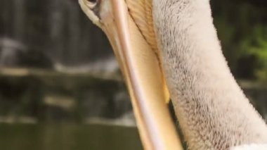 Closeup beyaz balıkçıl 