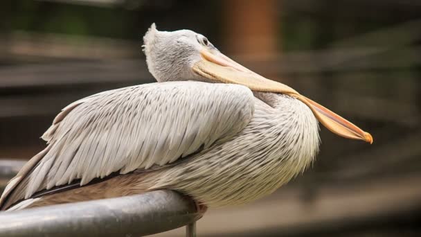 Large white pelican — Stock Video