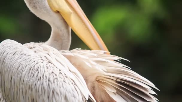 白苍鹭清洗他的羽毛 — 图库视频影像