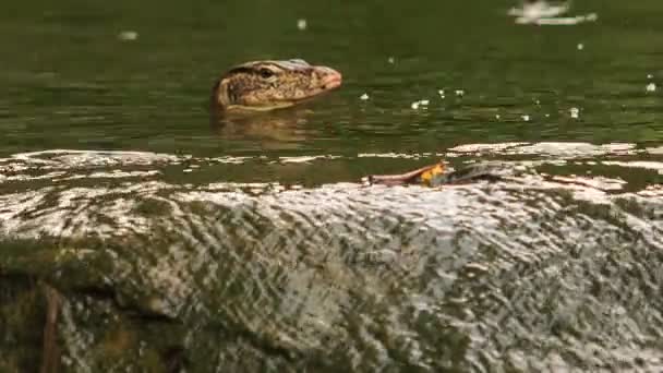 Varanus zwemt in de vijver — Stockvideo