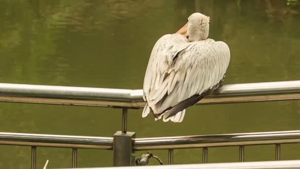 Pelican s'assoit sur un rail métallique — Video