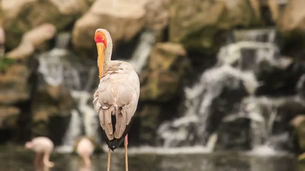 Large Pelican Rests — Stock video