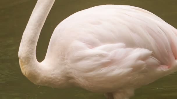 Розовый фламинго в воде — стоковое видео