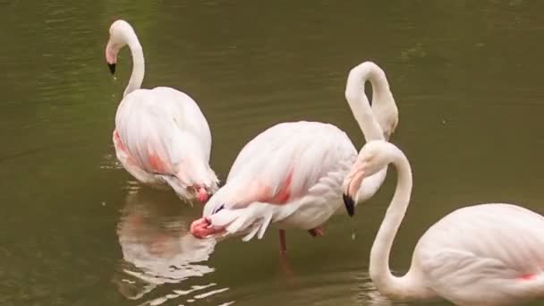 Rosafarbene Flamingos im Wasser — Stockvideo