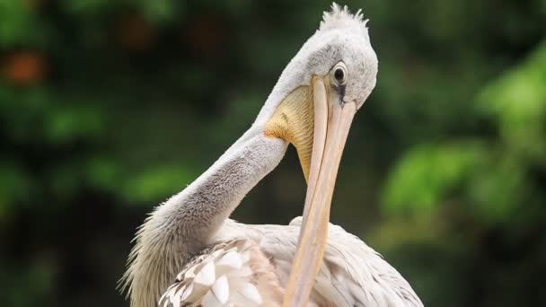 Garza blanca limpia sus plumas — Vídeos de Stock