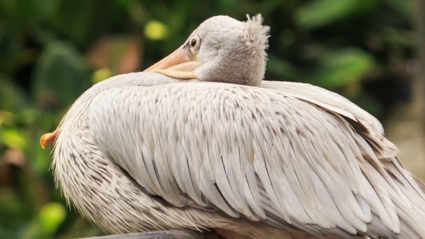 Пеликан сидит на Рейле — стоковое видео