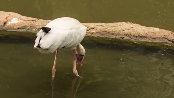 White Heron fångar fisk — Stockvideo