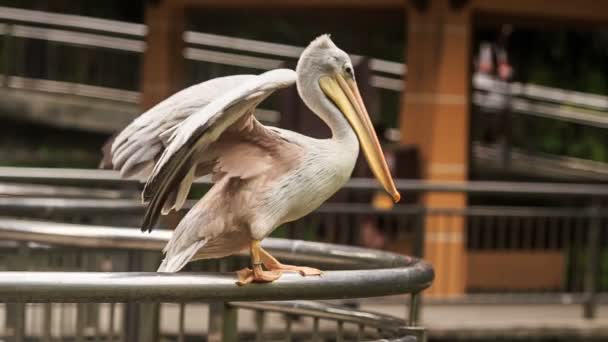 Pelican Runs on Metal Rail — Stock video