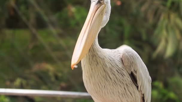 White Heron Cleans his Feathers — Stock Video