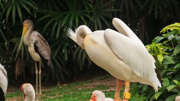 Пеликан чистит перья — стоковое видео
