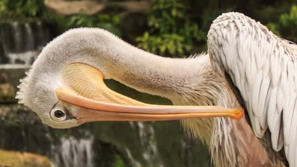 Pelikan tüyler temizler — Stok video