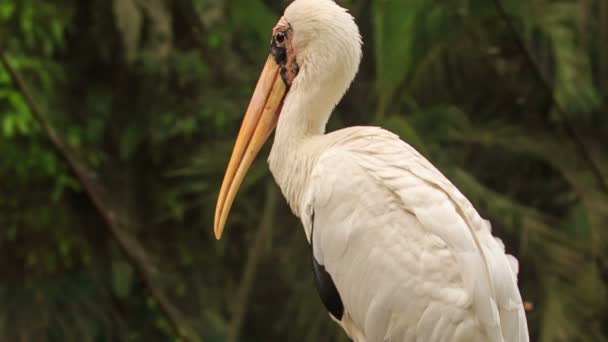 Garza blanca limpia sus plumas — Vídeo de stock