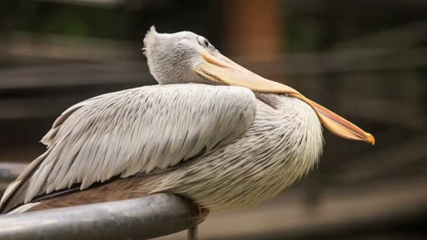 Pelican se sienta en el ferrocarril — Vídeos de Stock