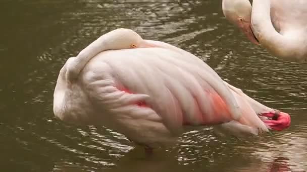 Closeup roze Flamingo — Stockvideo